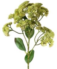 SEDUM 23" LIGHT GREEN