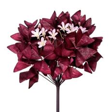 OXALIS BUSH 11" MERLOT