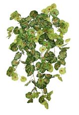 REX BEGONIA UV 29" GRN/ROSE