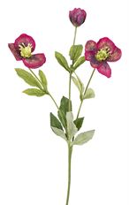 HELLEBORE SPRAY X3 BEAUTY