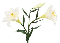 EASTER LILY X2 35" WHITE