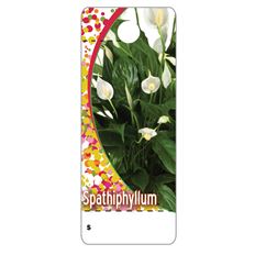CARE TAGS SPATHIPHYLLUM 100PK