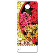 CARE TAGS KALANCHOE 100PK