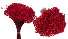 STAR FLOWER BUNCH RED