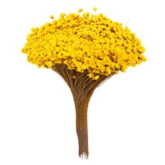 STAR FLOWERS 3 OZ YELLOW