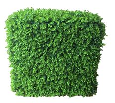 HEDGE EUC  32"H 36"L 18"W GREEN