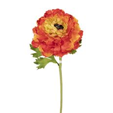 RANUCULUS 15" YELLOW ORANGE