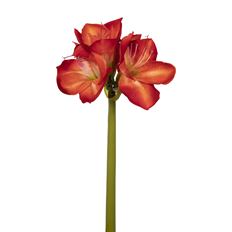 AMARYLLIS X3 26&quot; RED/WHITE