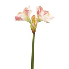 AMARYLLIS X2 26&quot; PINK/WHITE