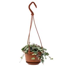 4" STRING PLANT HB