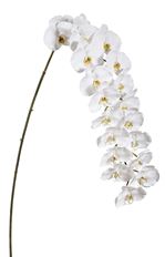ORCHID PHALAENOPSIS 66" WHITE