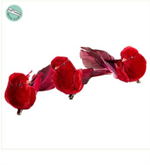 FEATHER BIRD W/ CLIP 6" 3/SET
