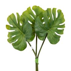 PHILODENRON 30CM ASST 3 GREEN