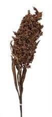 SORGHUM SPRAY 34" BROWN