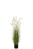 GRASSES POTTED 120X35CM GREEN