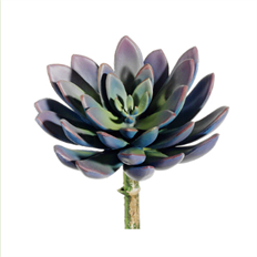 ECHERVERIA  8" LAVENDER/GREEN