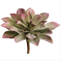 ECHEVERIA PICK 7" GREEN/MAUVE