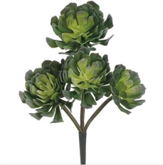 ECHEVERIA SPRAY X4 12.5" GREEN