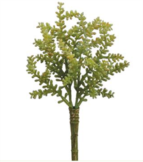 SEDUM 9" GREEN