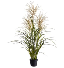 PAMPAS GRASS PLANT 48" BEIGE/GREEN
