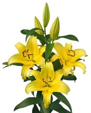 LILY ORIENTALS YELLOW