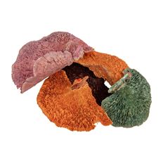 MUSHROOM DRIED 4.5-5-5" ASST