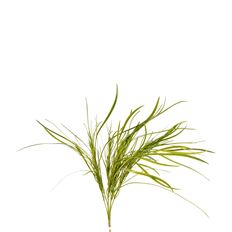 PLANT AQUATIC 11" GREEN