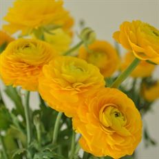 RANUNCULUS YELLOW