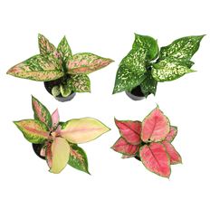 6" AGLAONEMA RED/PINK