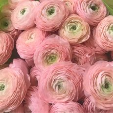 RANUNCULUS PINK