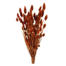PHALARIS BURNT OAK 4 OZ/PK