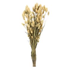 PHALARIS NATURAL 4 OZ/PK