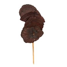 MUSHROOM SPONGE 16" CHOCOLATE 6/PK