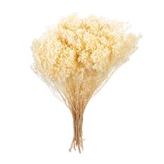 GYPSY BLOOMS 4 OZ BLEACHED