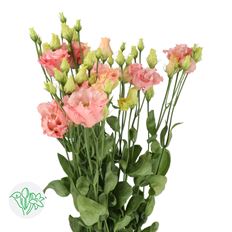 LISIANTHUS PEACH