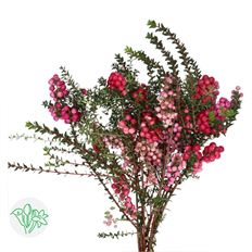 PERNETTYA BERRY