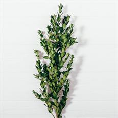 BOXWOOD CALIFORNIA GREEN