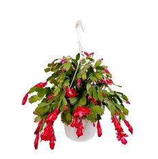 10" CHRISTMAS CACTUS HB