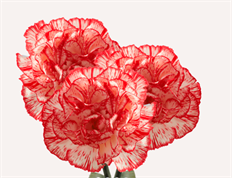 CARNATION PEPPERMINT