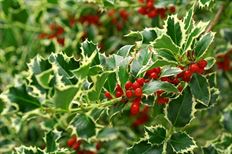 10# BULK VARIEGATED HOLLY