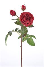 ROSE ENGLISH PILGRIM NT 21.5" RED