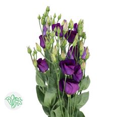 LISIANTHUS PURPLE
