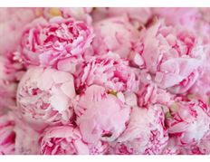 PEONY IMPORTED PINK 5-STEM