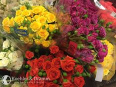 ROSES SPRAY CALIFORNIA