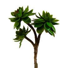 AEONIUM X3 8" GREEN BURG