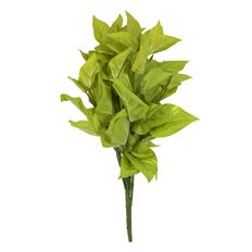 POTHOS 20" BUSH LIGHT GREEN