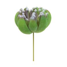 AEONIUM PICK 4.25" GREEN