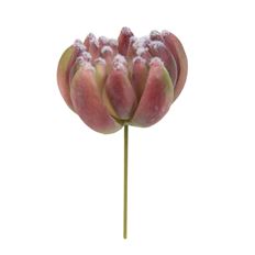 AEONIUM PICK 4.25" BUR/GRN