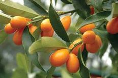 KUMQUATS