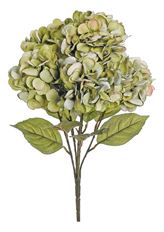 HYDRANGEA BUSH X5 22" MOSS GRN